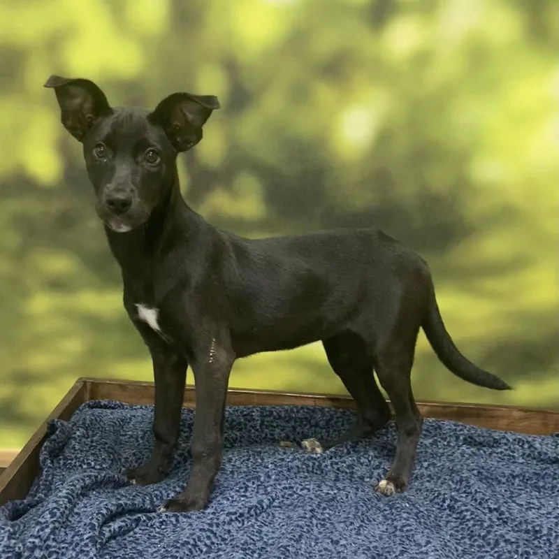 A young medium-sized female Black Labrador Retriever dog named Neela for adoption in Auburn, NH