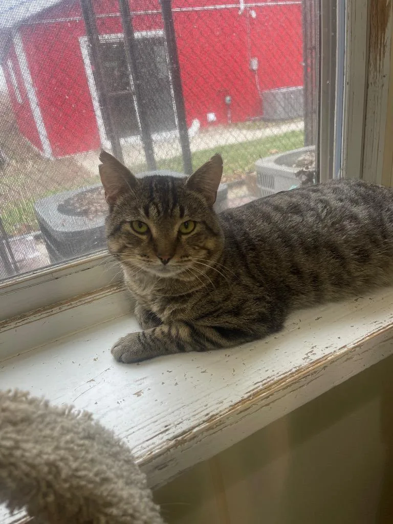 An adult large-sized male Domestic Short Hair cat named Alfred Alfredo for adoption in Bourbonnais, IL