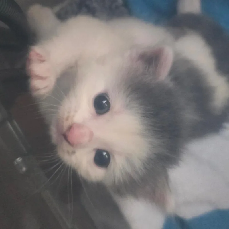 A baby small-sized female White Domestic Short Hair cat named Possum for adoption in Chicago, IL