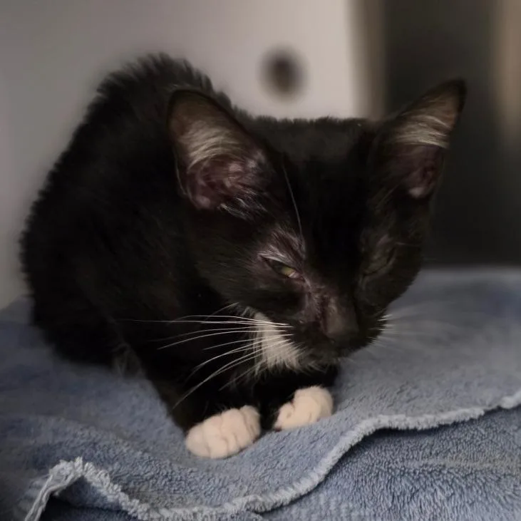 A baby small-sized female Black Domestic Short Hair cat named 25027 for adoption in Briarcliff Manor, NY