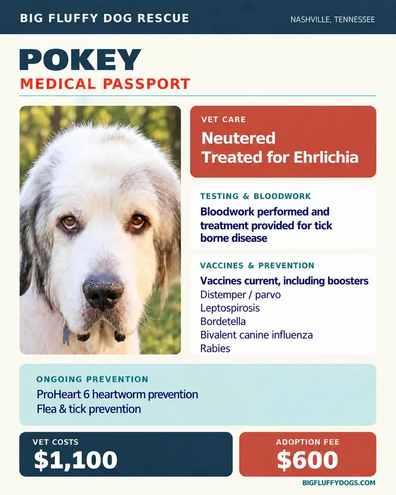 An adult extra large-sized male Great Pyrenees dog named Pokey for adoption in Nashville, TN