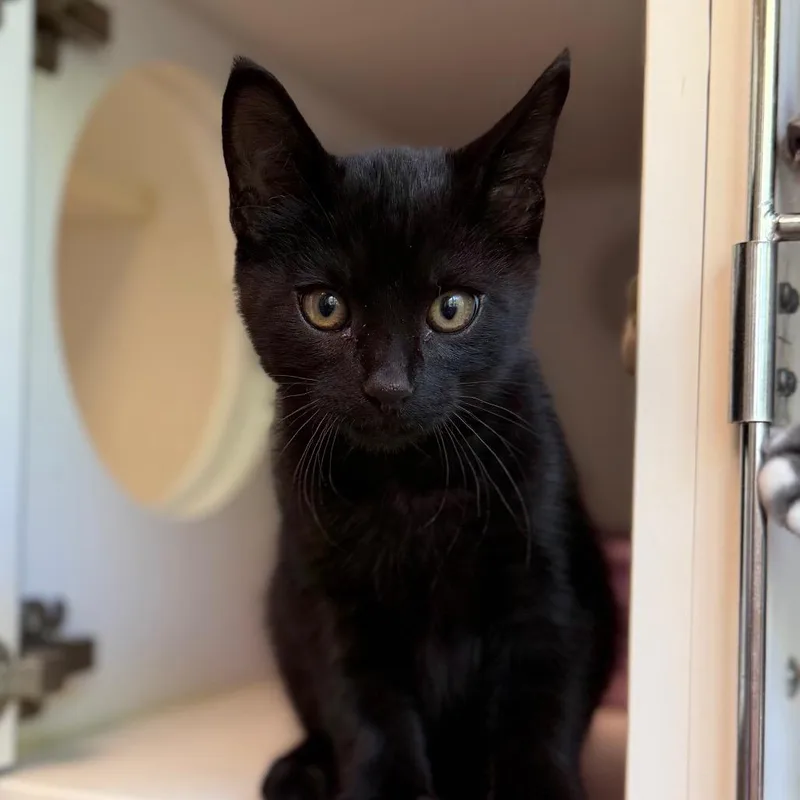 A baby small-sized male Domestic Short Hair cat named Shadow for adoption in Tulsa, OK