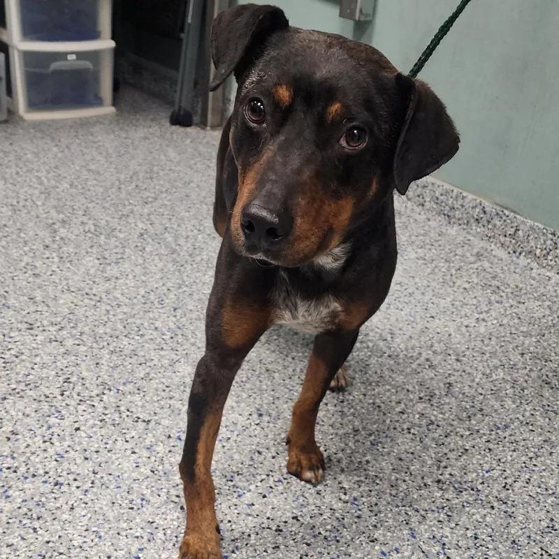 An adult medium-sized male Black Cattle Dog dog named Astro for adoption in Greenville, SC