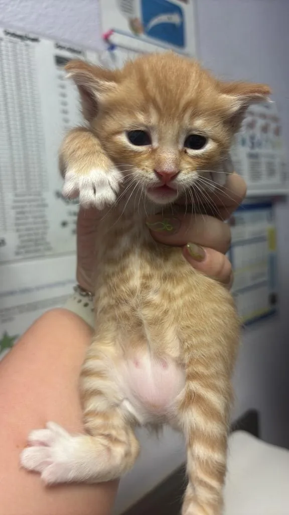 A baby medium-sized female Domestic Short Hair cat named Tiifo for adoption in New Braunfels, TX