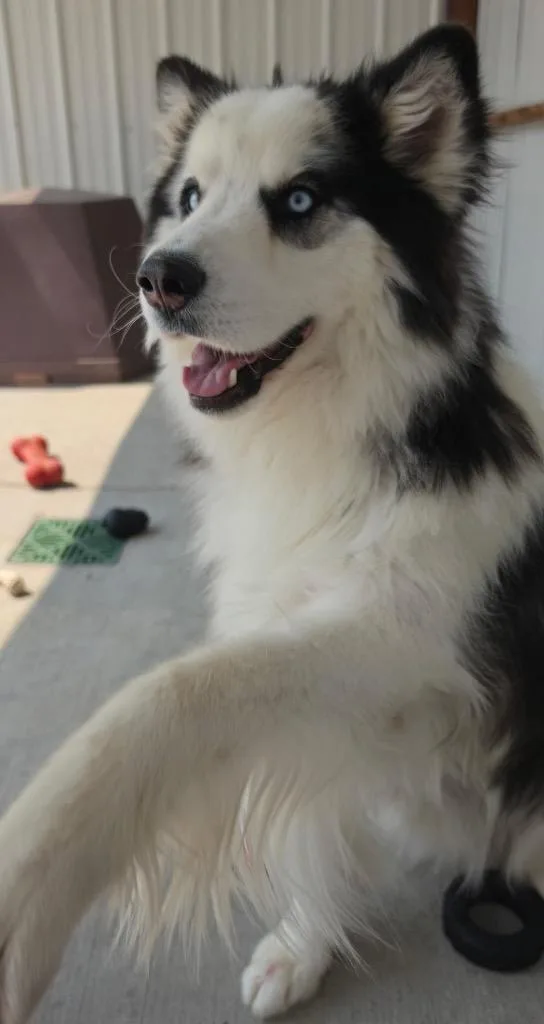 An adult medium-sized male Alaskan Malamute dog named Po for adoption in Fort Lupton, CO