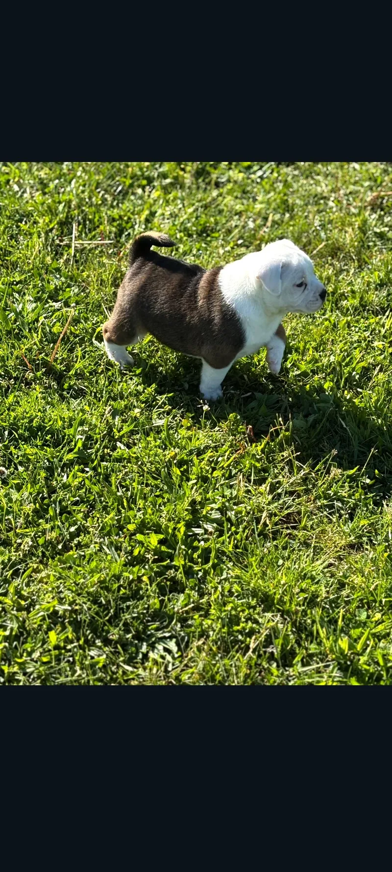 A baby medium-sized female White / Cream Boxer dog named Anna for adoption in Lewis Center, OH