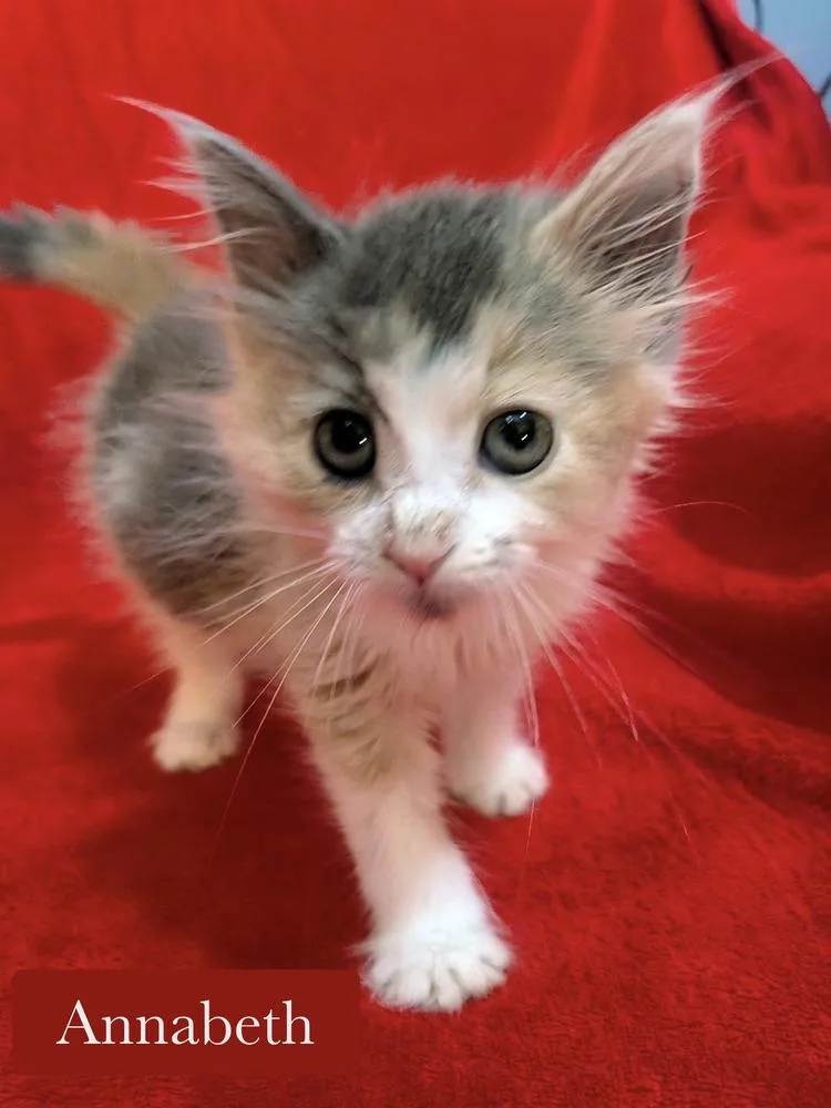 A baby small-sized female Domestic Long Hair cat named Annabeth for adoption in Chalfont, PA