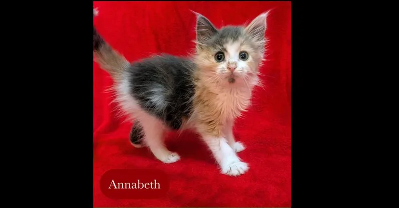 Annabeth thumbnail 3