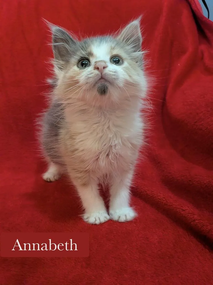 Annabeth thumbnail 5