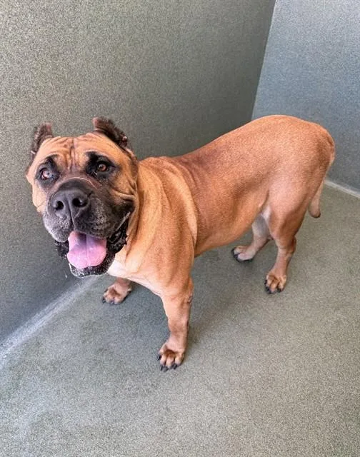 An adult extra large-sized female Presa Canario dog named Gigi for adoption in Castaic, CA