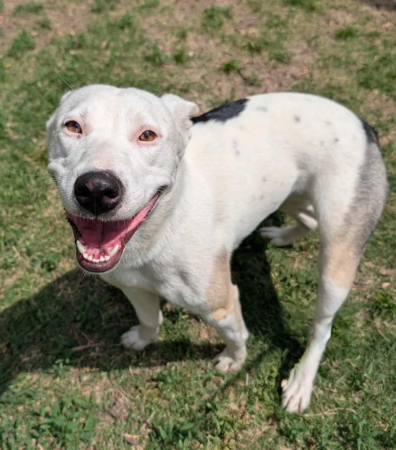 Kalisto A thumbnail 2