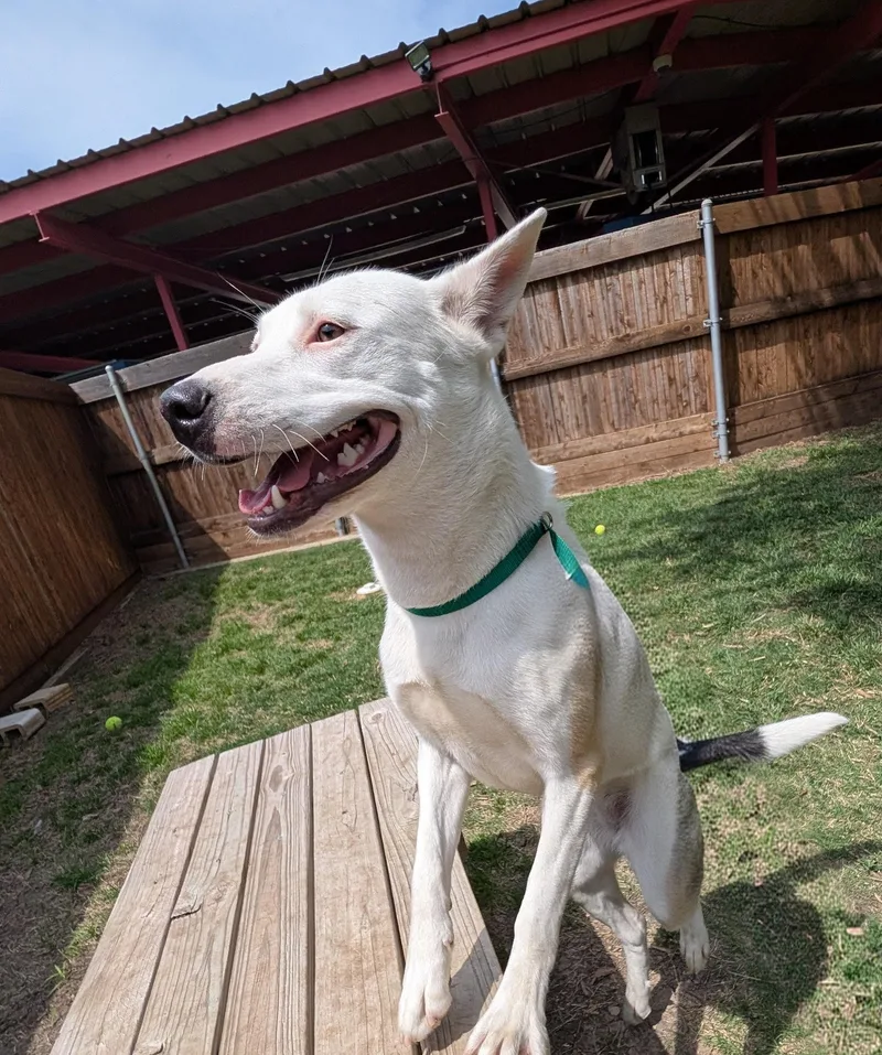 Kalisto A thumbnail 3