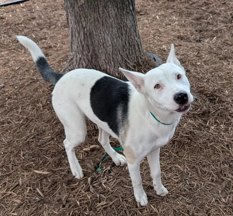 Kalisto A thumbnail 4