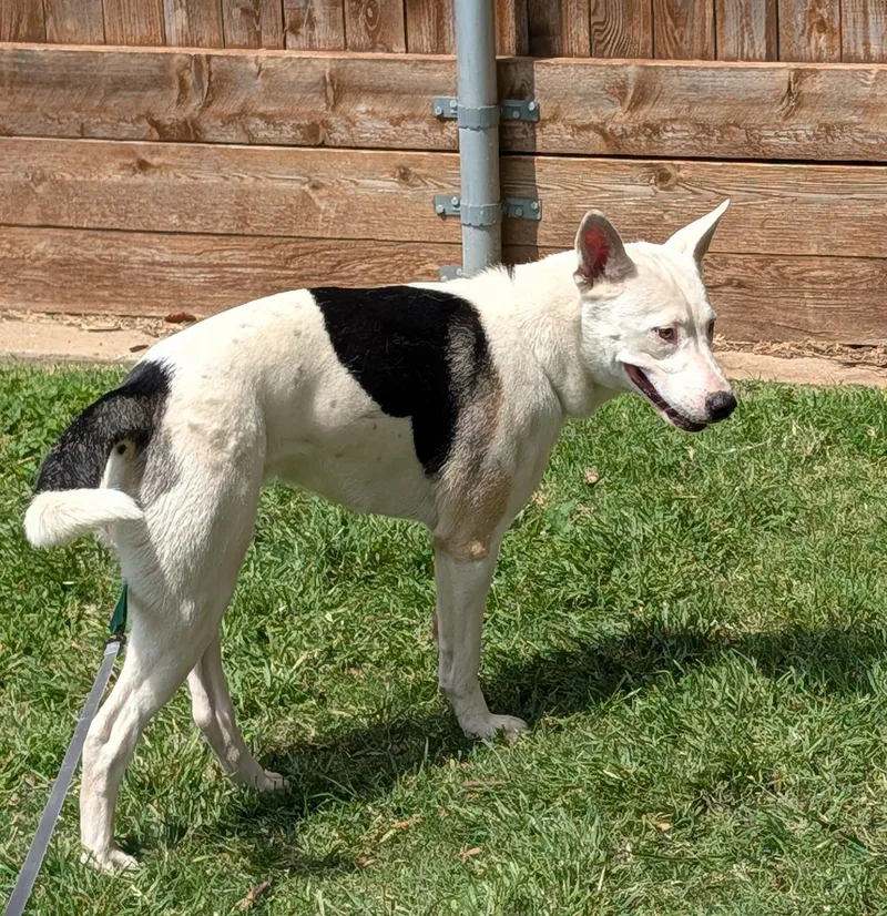 Kalisto A thumbnail 5