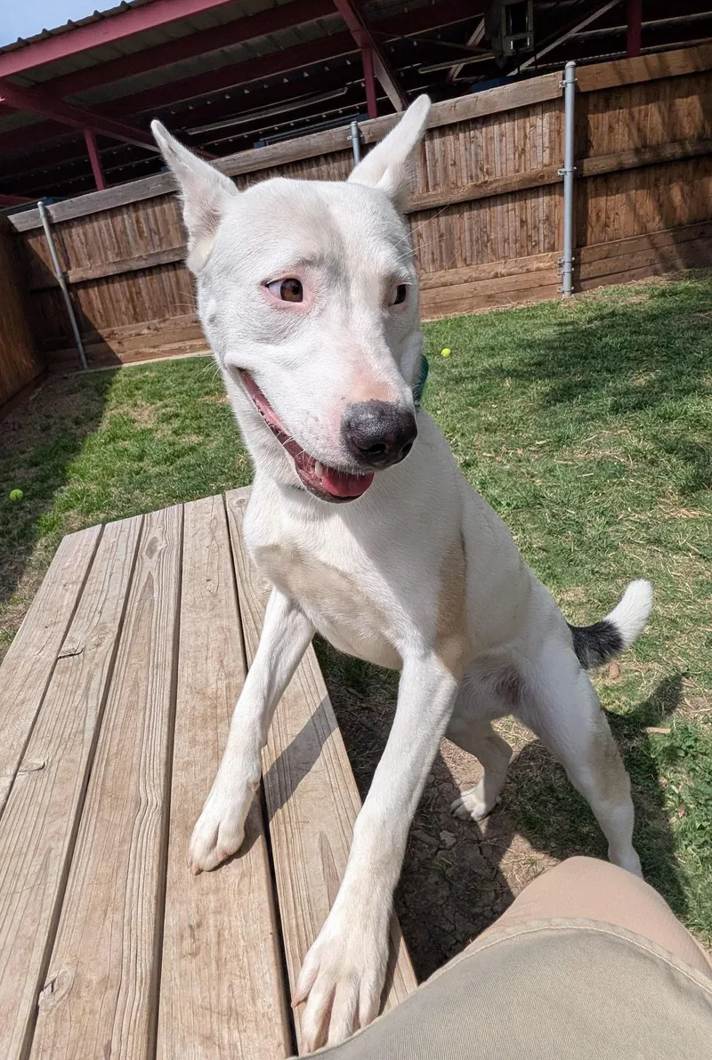 Kalisto A thumbnail 6