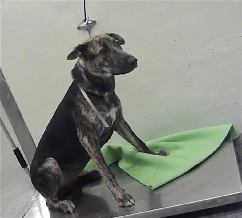 A young large-sized female Staffordshire Bull Terrier dog named Melody for adoption in Houston, TX