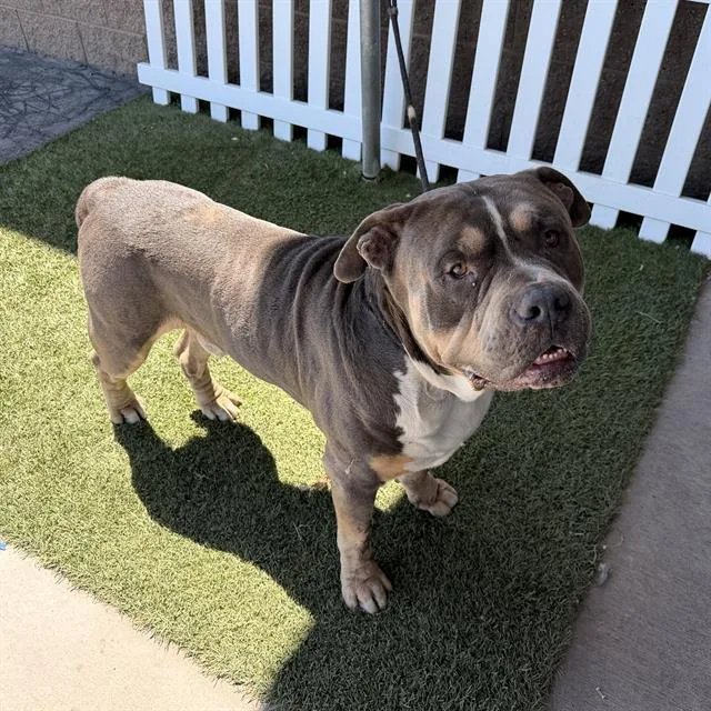 An adult extra large-sized male American Bulldog dog named A for adoption in Modesto, CA