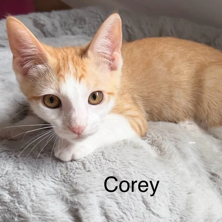 A baby small-sized male Orange & White Domestic Medium Hair cat named Corey for adoption in Santa Maria, CA
