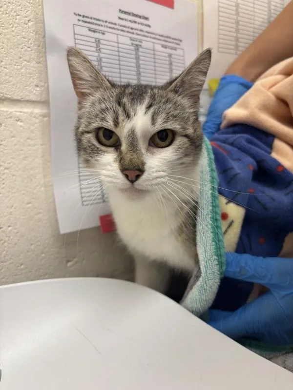 An adult small-sized female Domestic Short Hair cat named Bamboozle for adoption in Santa Rosa, CA