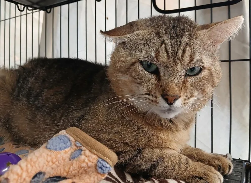 An adult large-sized male Domestic Short Hair cat named Bob for adoption in Dickson, TN