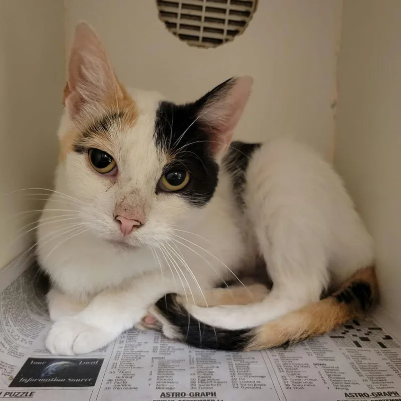 An adult medium-sized female Domestic Short Hair cat named Luna Tuna for adoption in Columbia, MO