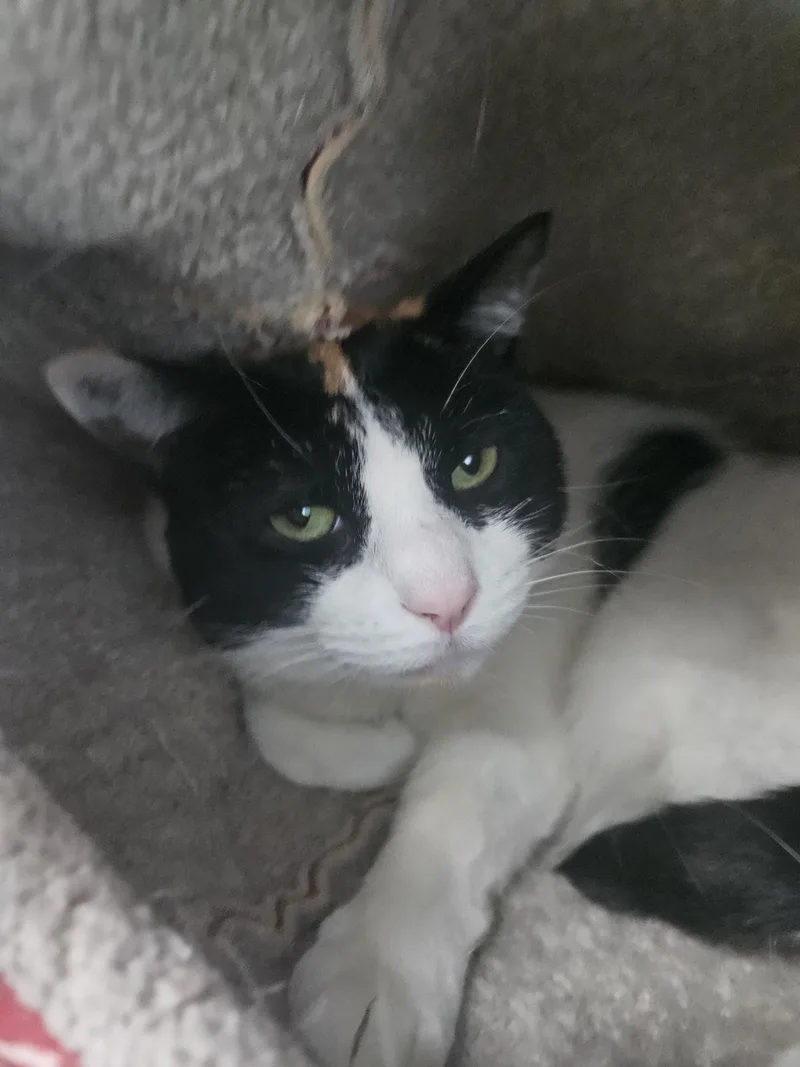 An adult large-sized female Calico Domestic Short Hair cat named Romy and Michelle for adoption in Fall River, MA