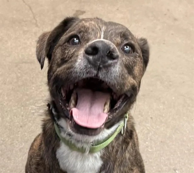 An adult medium-sized male Pit Bull Terrier dog named Jasper for adoption in Tucson, AZ