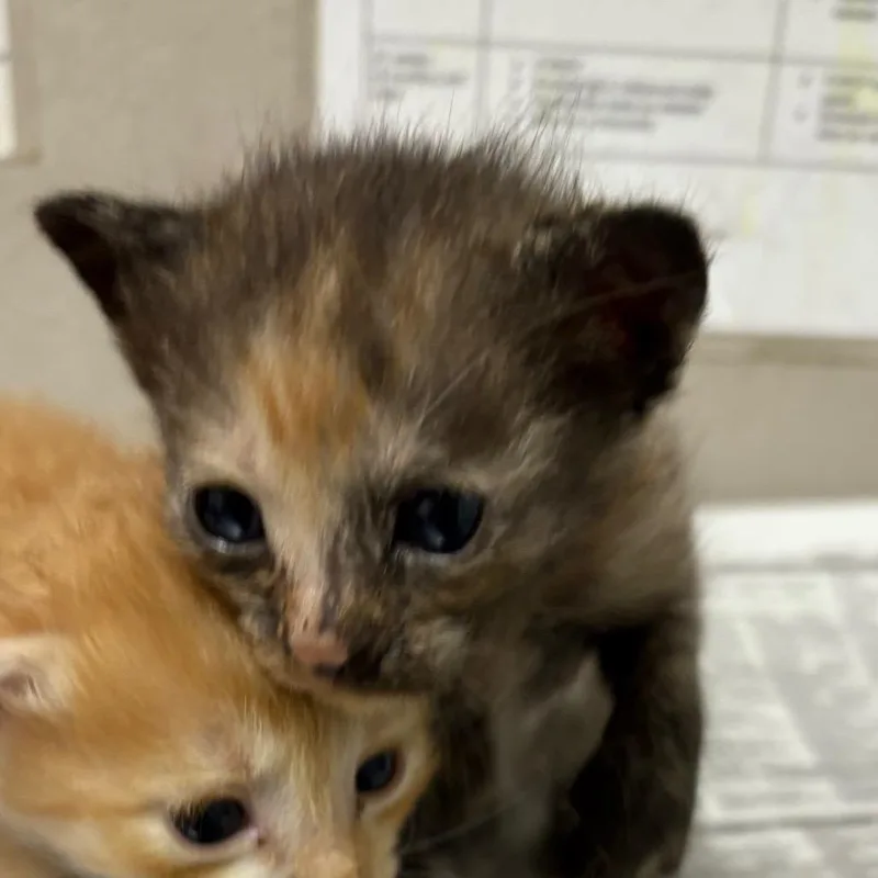 A baby small-sized female Tortoiseshell Domestic Short Hair cat named Ranch for adoption in Kanab, UT