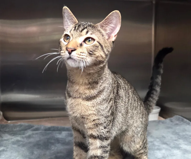 A baby medium-sized male Tabby (Brown / Chocolate) Domestic Short Hair cat named Pacman for adoption in Jacksonville, FL