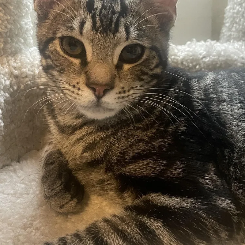 A young small-sized male Tabby (Gray / Blue / Silver) Tabby cat named Nero for adoption in Maple Shade, NJ
