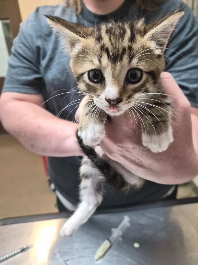 A young small-sized female Domestic Short Hair cat named South for adoption in Rome, GA