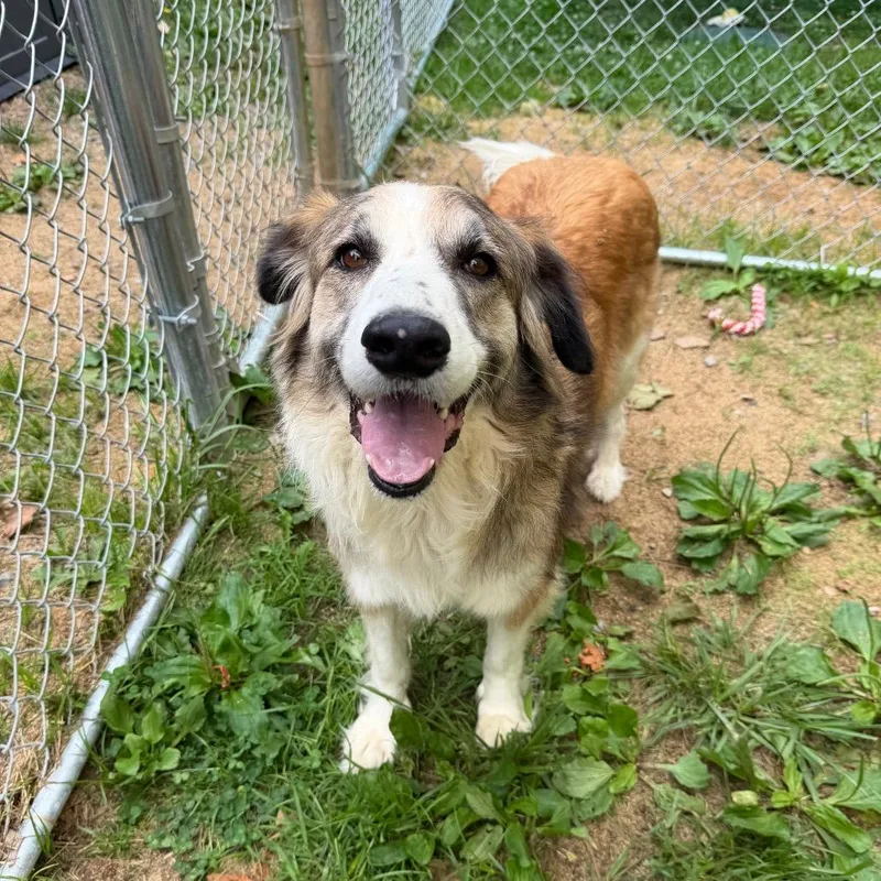 An adult large-sized female Brown / Chocolate Border Collie dog named Dixie for adoption in Fairmont, WV