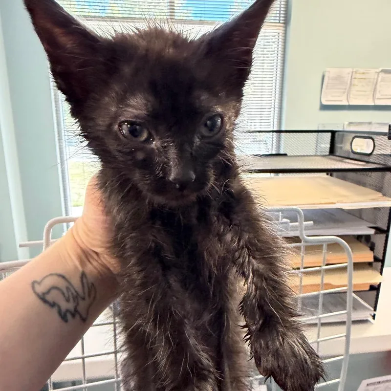 A baby small-sized male Black Domestic Short Hair cat named Breezy Bay for adoption in Greensboro, NC