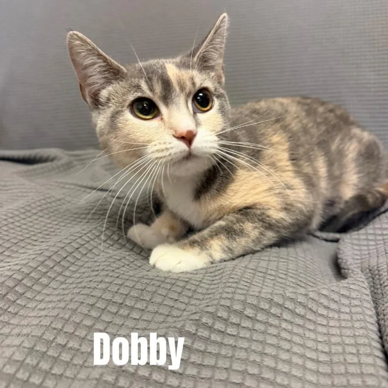 A young small-sized female Gray / Blue / Silver Domestic Short Hair cat named Dobby Meet Me At for adoption in Buffalo, MN