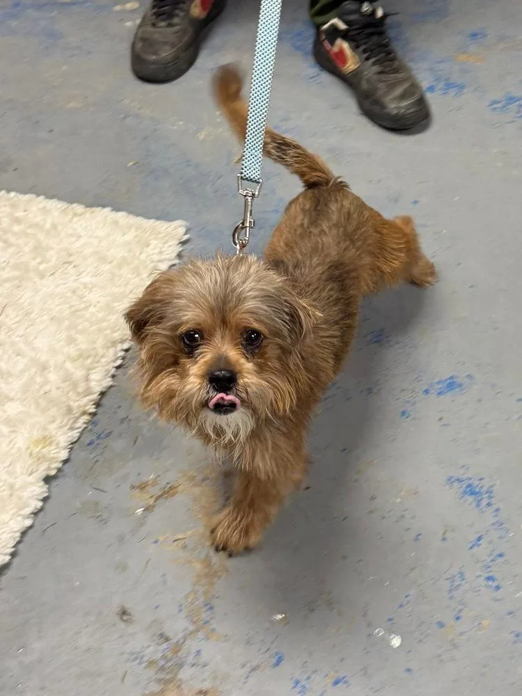 An adult small-sized male Terrier dog named Brownie for adoption in Franklin, PA