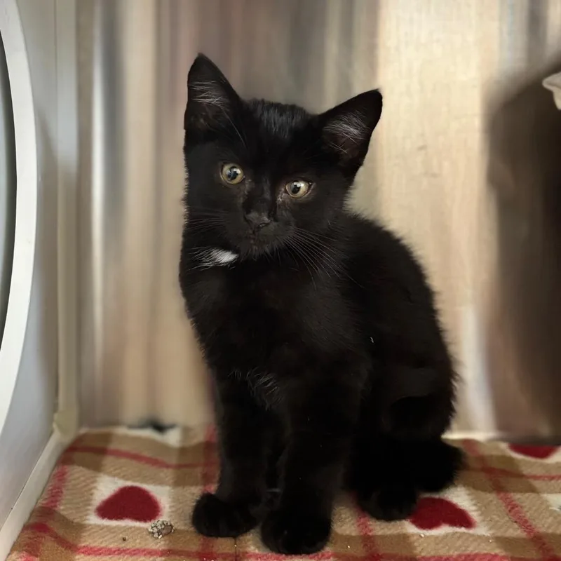 A baby small-sized male Black Domestic Short Hair cat named Salem for adoption in Nashville, IN