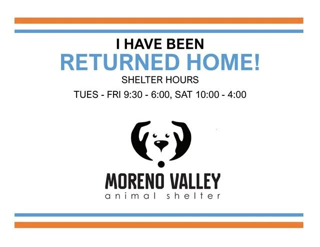An adult large-sized male Pit Bull Terrier dog named Chico for adoption in Moreno Valley, CA