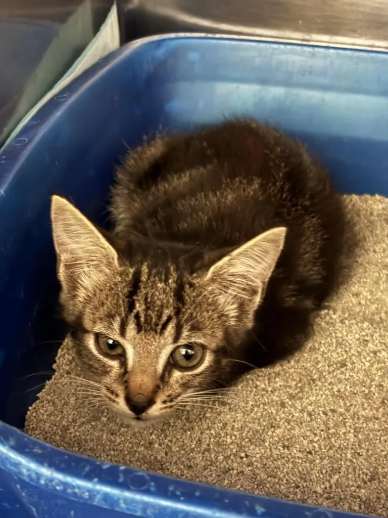 A baby medium-sized female Exotic Shorthair cat named Tuesdayโก for adoption in Florence, SC