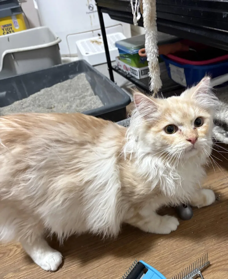 A young medium-sized male Orange & White Balinese cat named Sammy Aka Scrim for adoption in White Bluff, TN