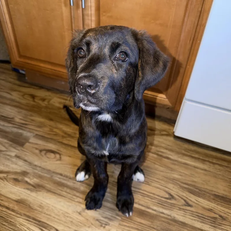 A baby small-sized female Brindle Cane Corso dog named Penny for adoption in manchester, PA