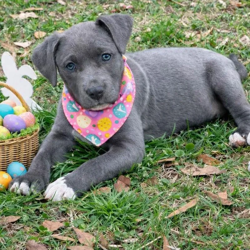 Calloway thumbnail 2