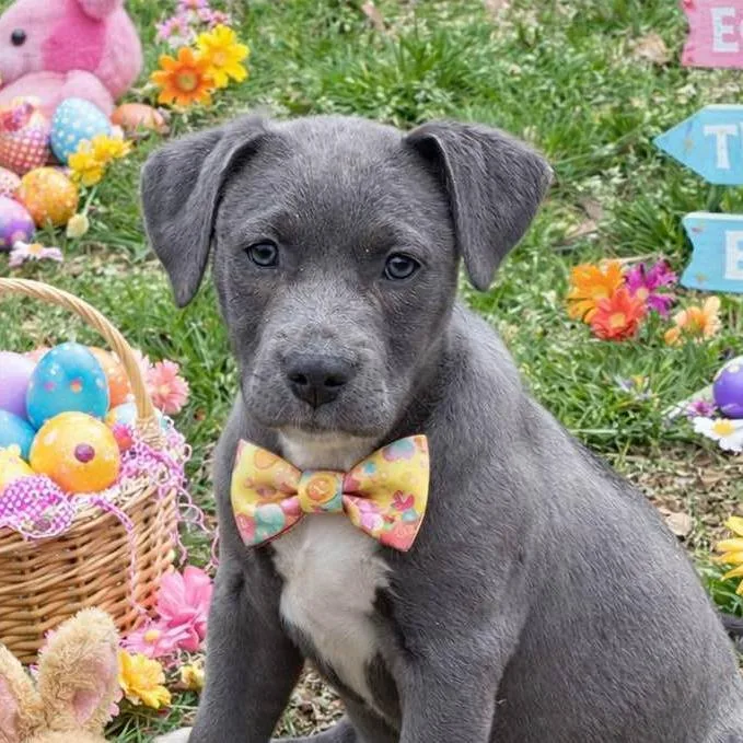 Calloway thumbnail 3