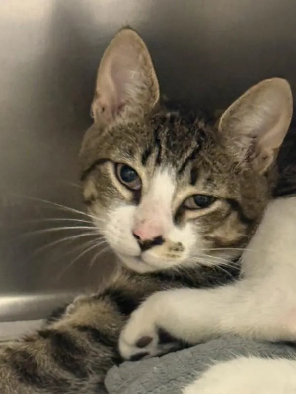 A baby small-sized male Domestic Short Hair cat named Phil Deville for adoption in Virginia Beach, VA