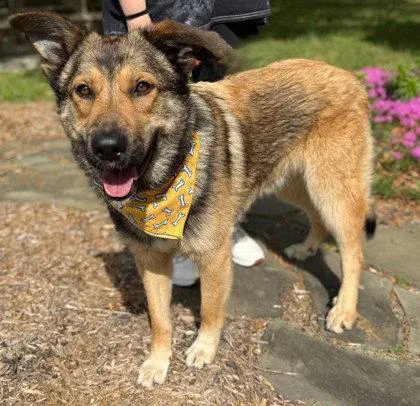 An adult large-sized male German Shepherd Dog dog named Mckinley for adoption in Midland, VA