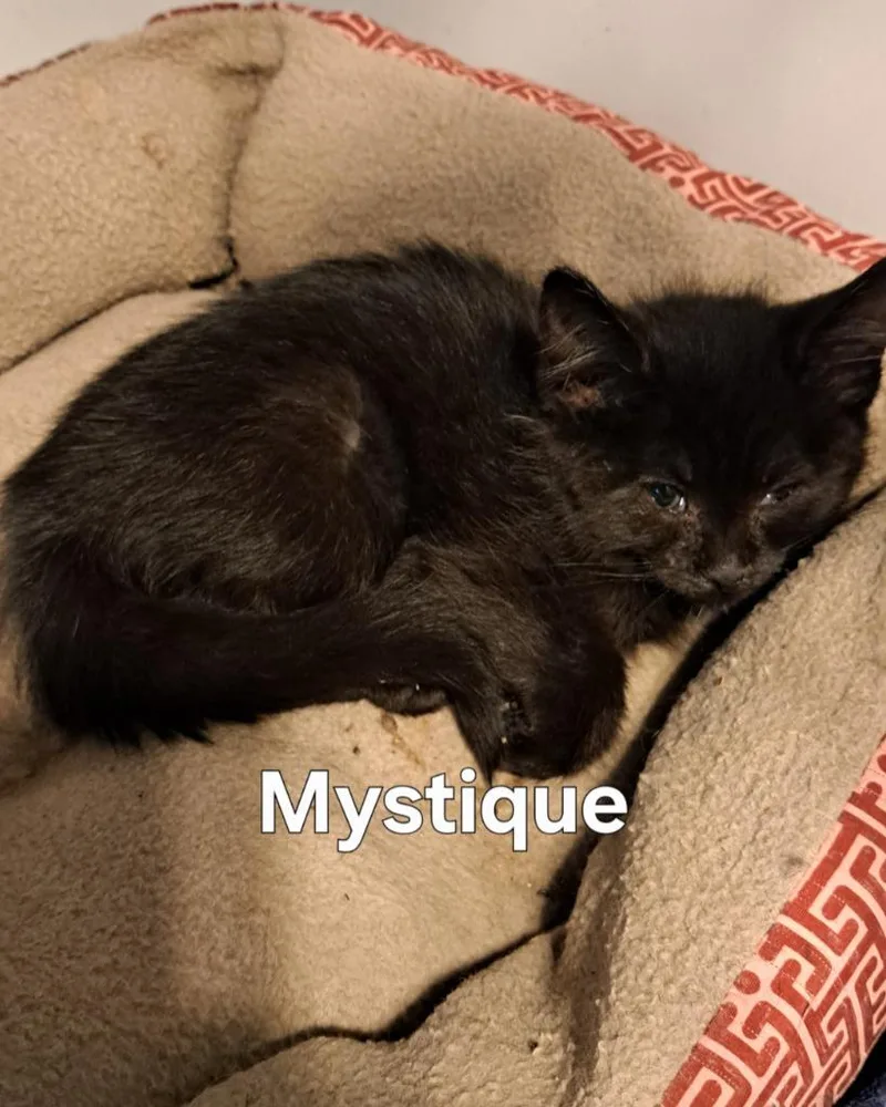 Mystique