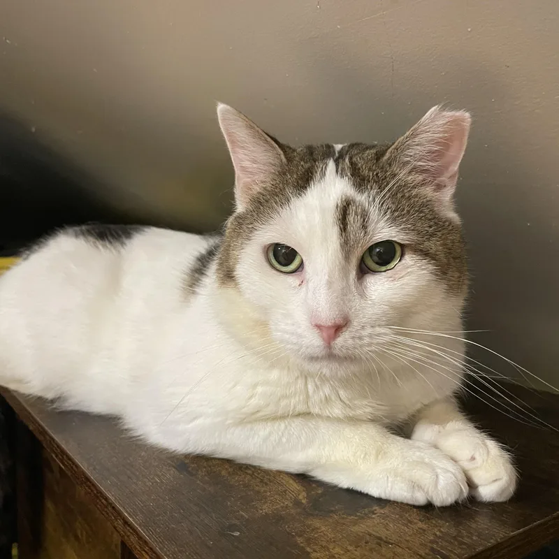 A young medium-sized male Buff & White Domestic Short Hair cat named Harley for adoption in Bayside, NY