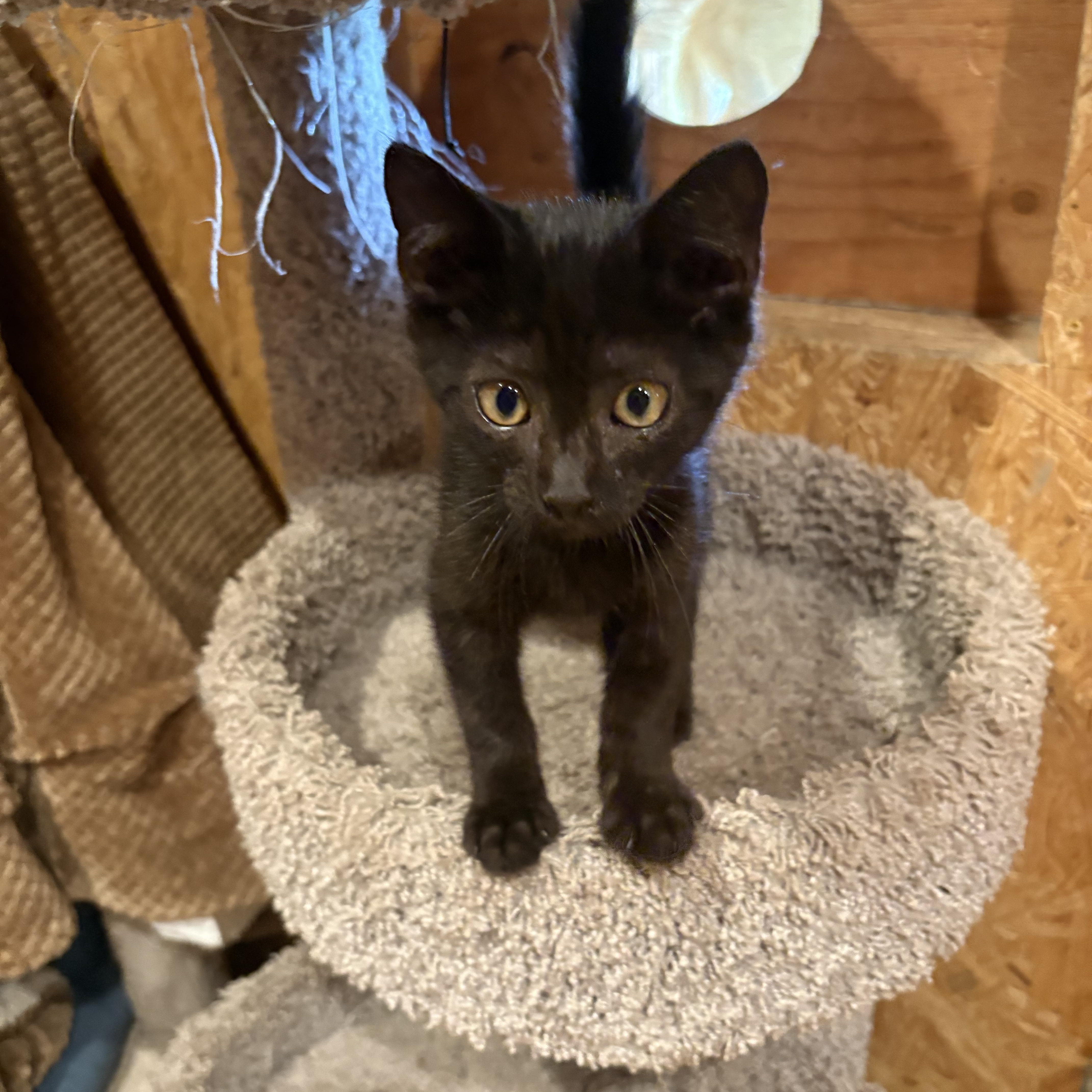 A young medium-sized male Black Domestic Short Hair cat named Jungkook for adoption in Richmond, VA