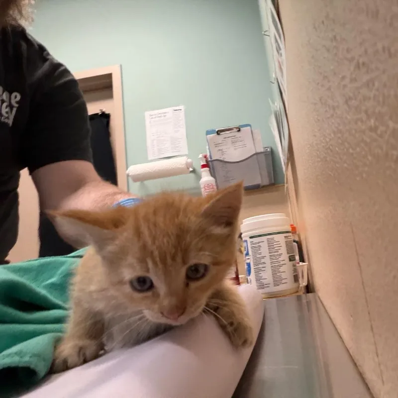 A baby small-sized female Domestic Long Hair cat named Catterina for adoption in Tacoma, WA