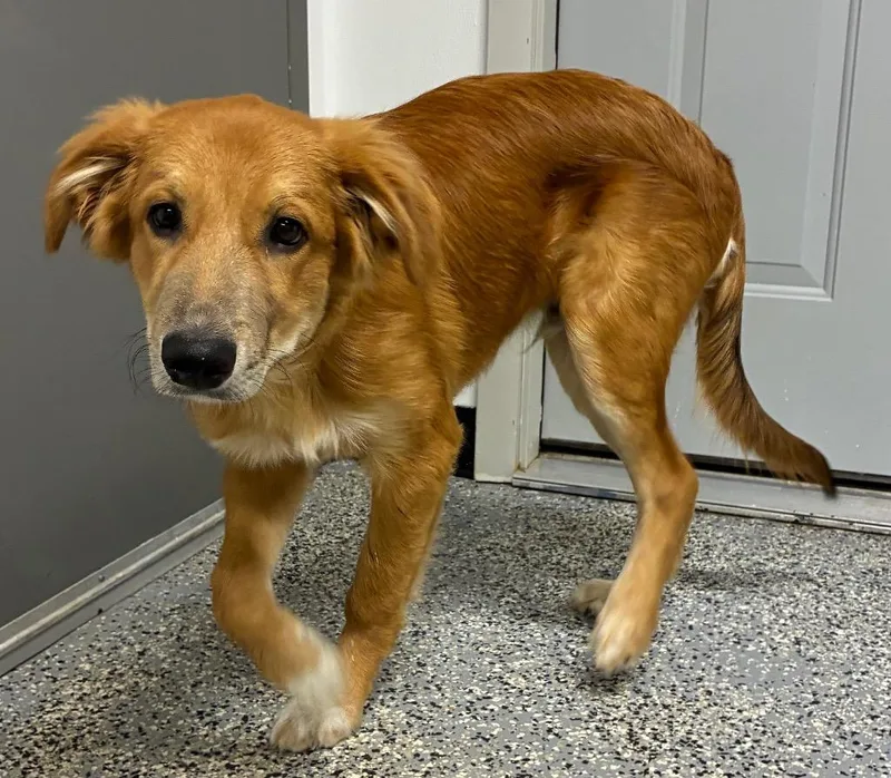 A baby medium-sized male Anatolian Shepherd dog named Kolby for adoption in Seven Points, TX