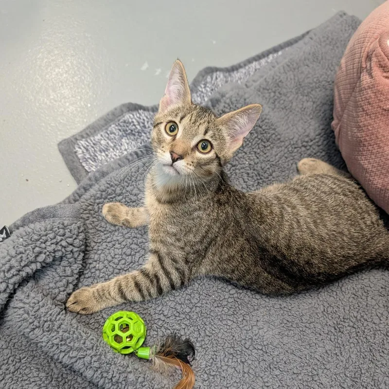 A baby medium-sized male Domestic Short Hair cat named Kobold for adoption in Cape Girardeau, MO